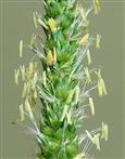  Inflorescence - a part
